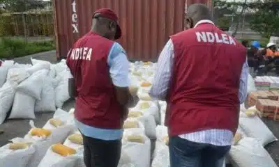 Benin City's Drug Den: NDLEA Busts Snake-Guarded Shrine