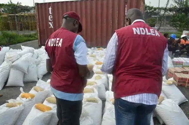 Benin City's Drug Den: NDLEA Busts Snake-Guarded Shrine