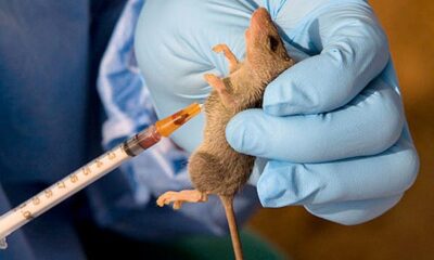 FG To Fight Recurrence Of Lassa Fever