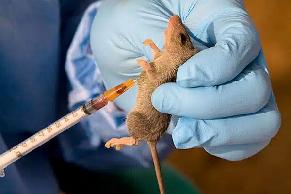 Nigeria Records 6,902 Suspected Cases Of Lassa Fever Across 28 States