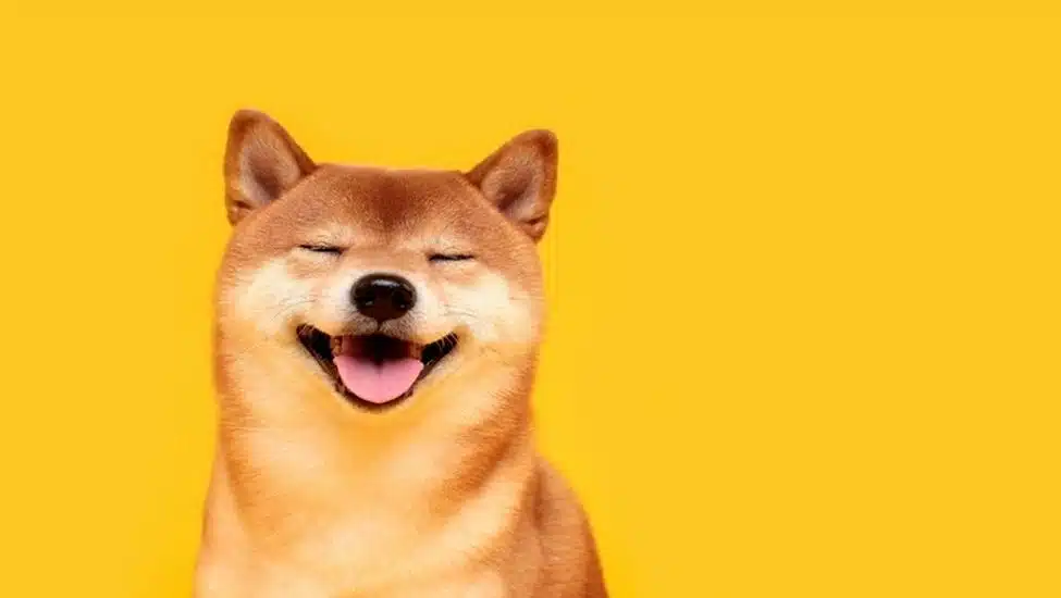 Shiba Inu