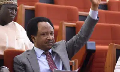 Shehu Sani Lauds Creation Of Livestock Ministry, Says It'll Help Economic Growth