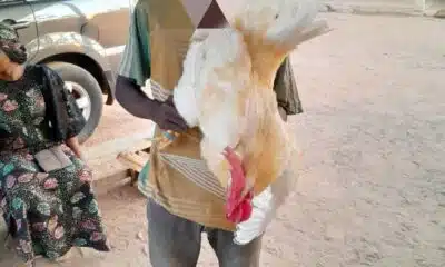 Adamawa Teen Arrested For Raping Cockerel