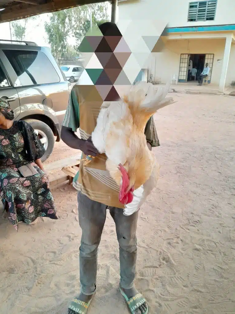 Adamawa Teen Arrested For Raping Cockerel