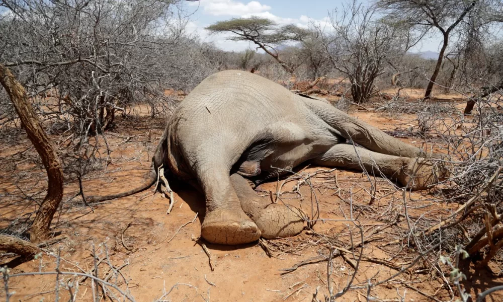 FG Concerned Over Illegal Killing Of Elephants, Wildlife In Nigeria