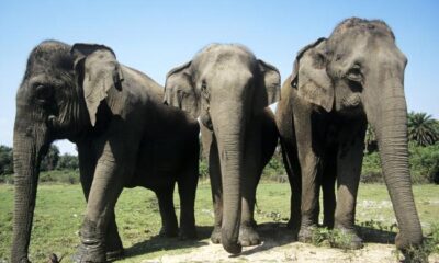 Nigeria Customs Service Arrests Three For Illegal Elephant Tusk Export