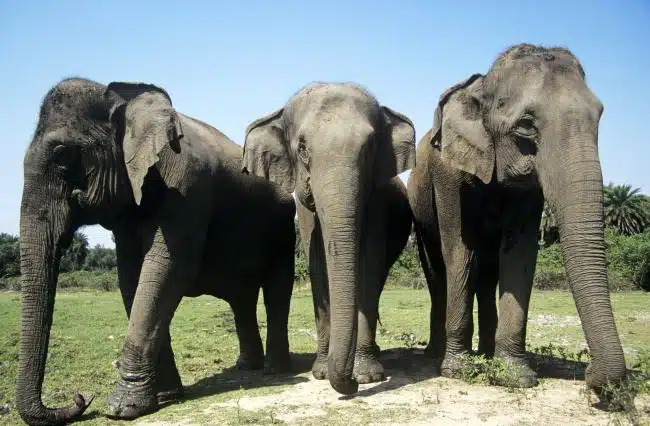 Nigeria Customs Service Arrests Three For Illegal Elephant Tusk Export