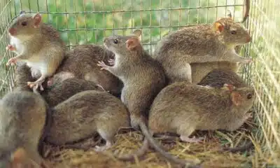 Lassa Fever Kills Nine In Benue