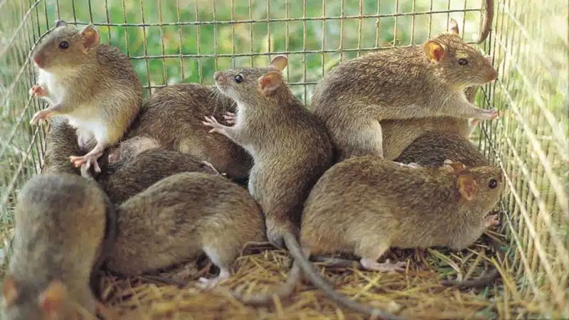 Lassa Fever Kills Nine In Benue