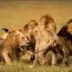 One Other Staff Member Injured In OAU Lion Attack