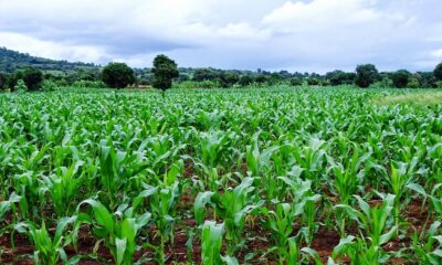 CBN To Boost Food Production With Fertilisers