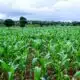 CBN To Boost Food Production With Fertilisers