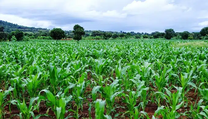 CBN To Boost Food Production With Fertilisers