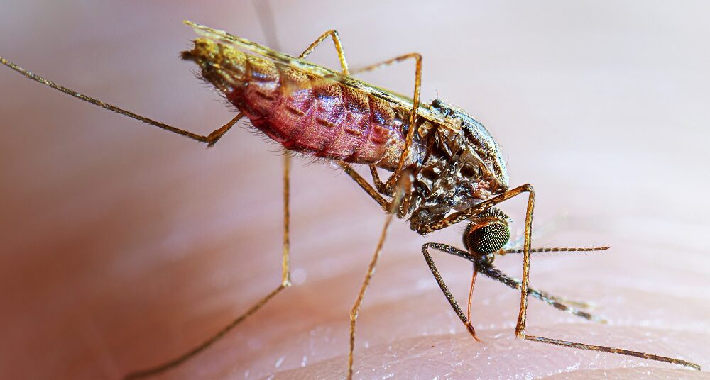 Focus On Containing Malaria - CAN, Others Tell FG 