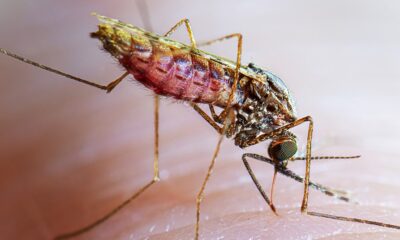 Focus On Containing Malaria - CAN, Others Tell FG 