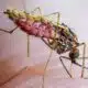 Focus On Containing Malaria - CAN, Others Tell FG 