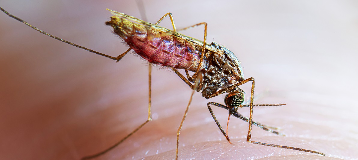 Focus On Containing Malaria - CAN, Others Tell FG 