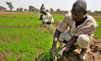 Northwest Farmers Pay N139.5 Million In Levies to Bandits, Report Reveals