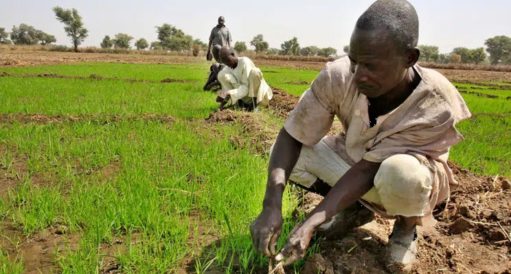 Northwest Farmers Pay N139.5 Million In Levies to Bandits, Report Reveals