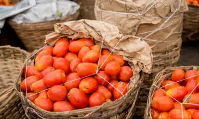 Tomato Ebola: Agriculture Minister Gives Reason For Tomato Scarcity