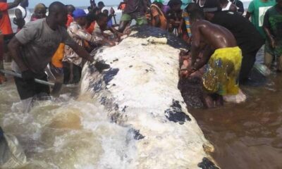 Bayelsa Government Warns Against Mercury Poisoning from Consuming Dead Whales