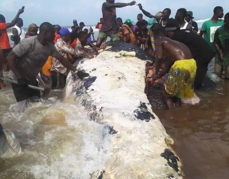 Bayelsa Government Warns Against Mercury Poisoning from Consuming Dead Whales