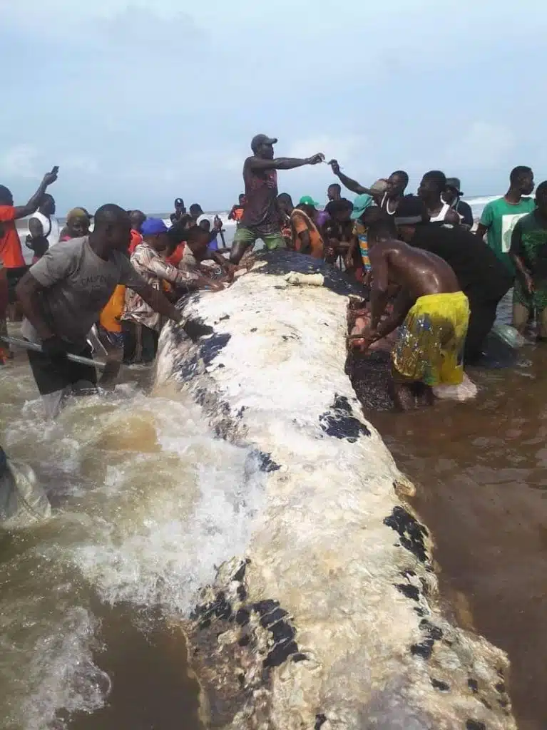 Bayelsa Government Warns Against Mercury Poisoning from Consuming Dead Whales