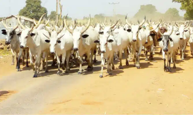 Cattle Ranching Bill Causes Ruckus In National Assembly