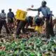 Kano Hisbah Board Seizes Vehicle Transporting 24,000 Bottles Of Alcohol