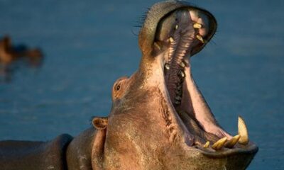 Hippopotamus Kills Emir Of Yauri’s Guard While Fishing In Kebbi