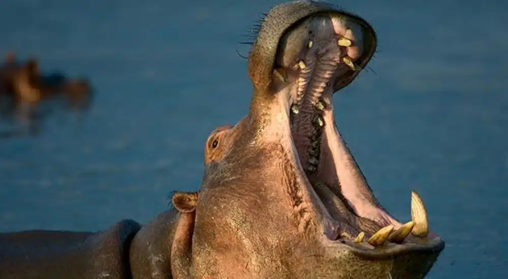 Hippopotamus Kills Emir Of Yauri’s Guard While Fishing In Kebbi